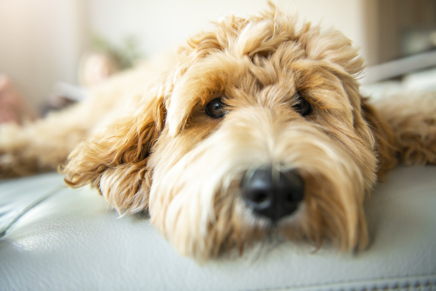 When Your Dog Gets Cancer: The Research That's Changing Everything